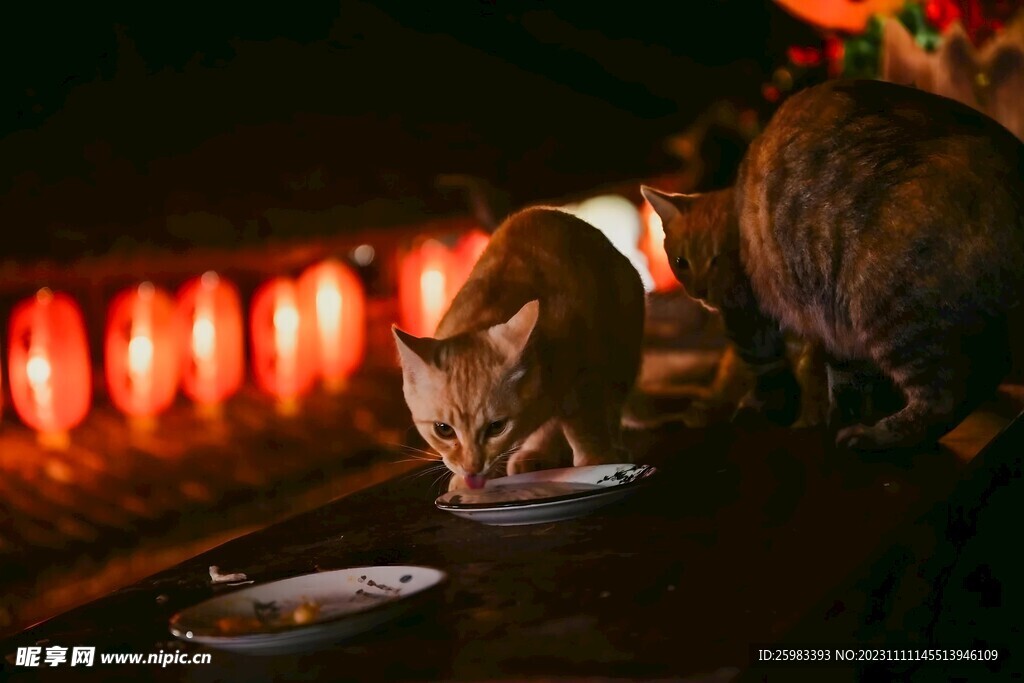 猫