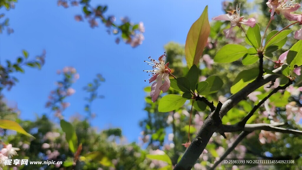 山荆子