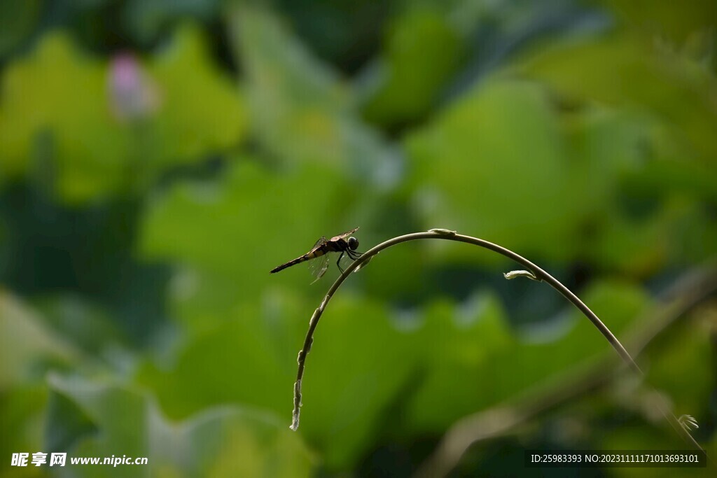 蜻蜓
