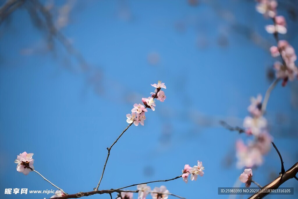 桃花