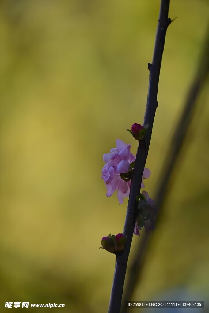 榆叶梅