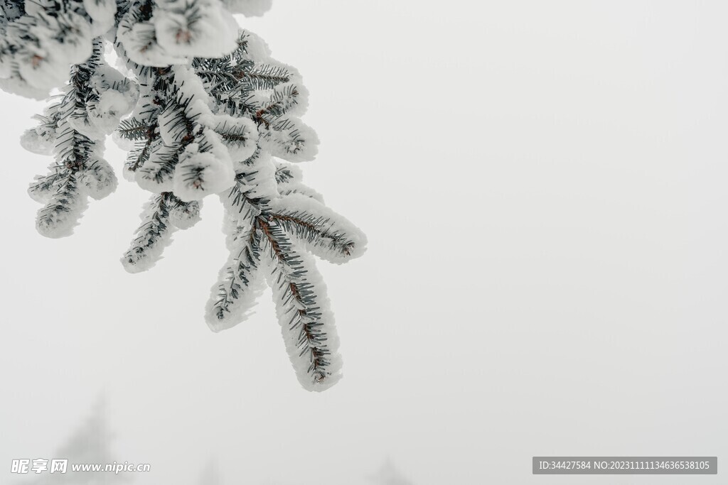 白雪覆盖的圣诞树枝