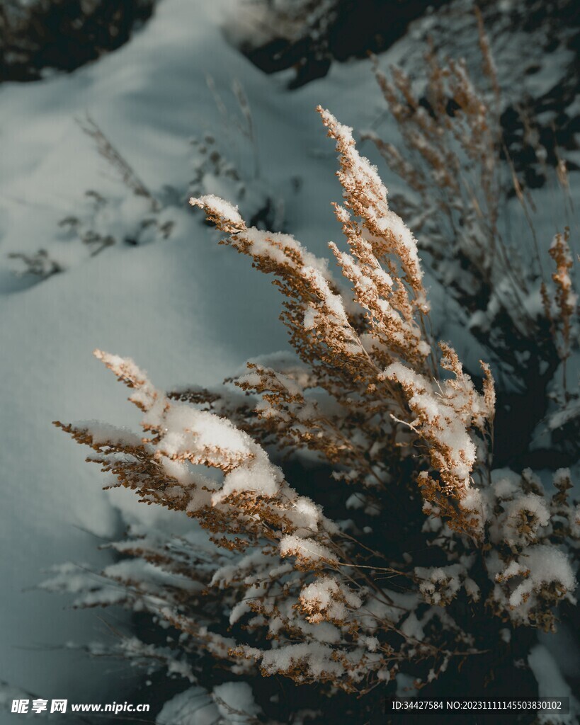 白雪覆盖的野草