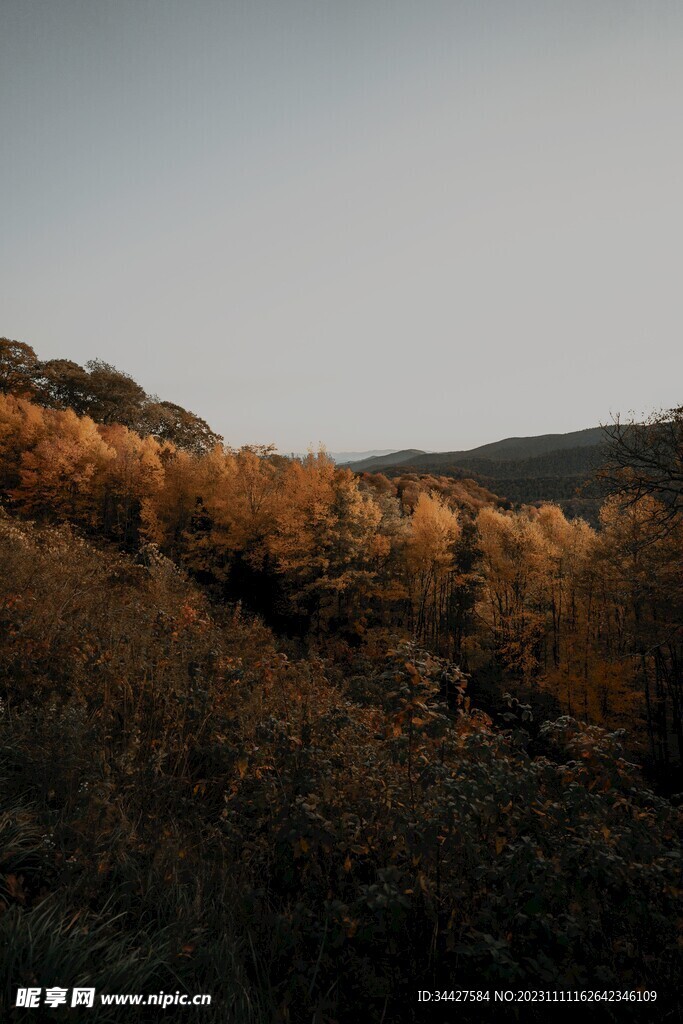 秋林风景