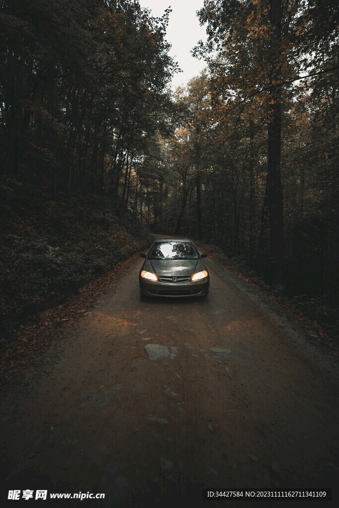 林间道路上的汽车