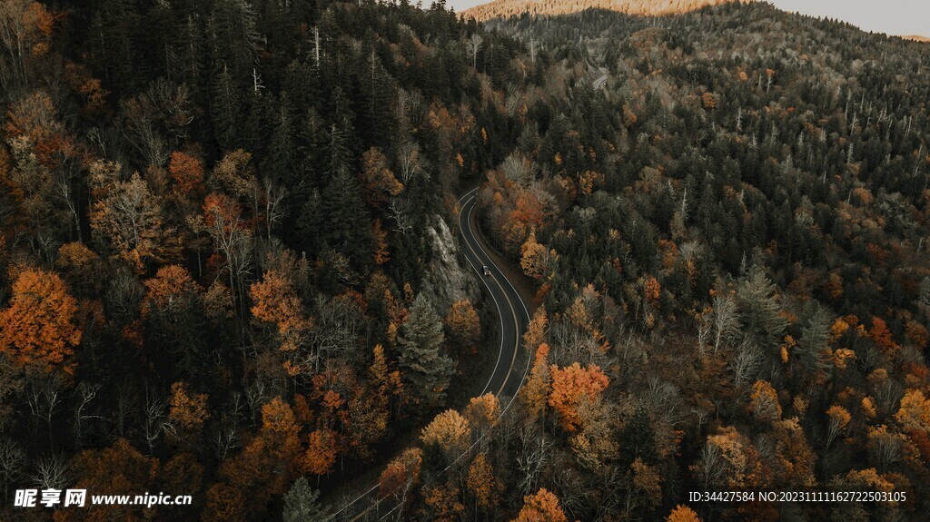 林间道路鸟瞰图