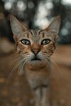 猫咪