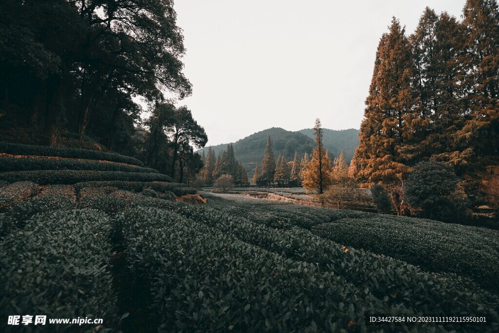 山间茶园风景