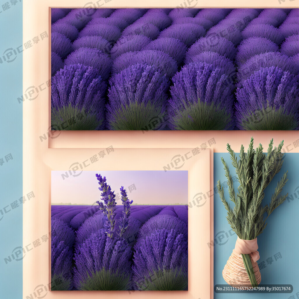 大片平铺薰衣草