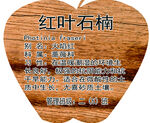 红叶石楠挂牌