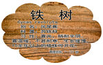 铁树