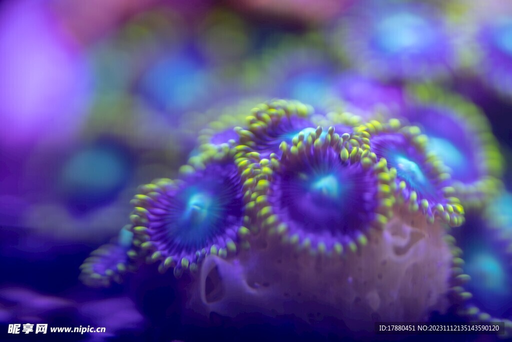 海葵