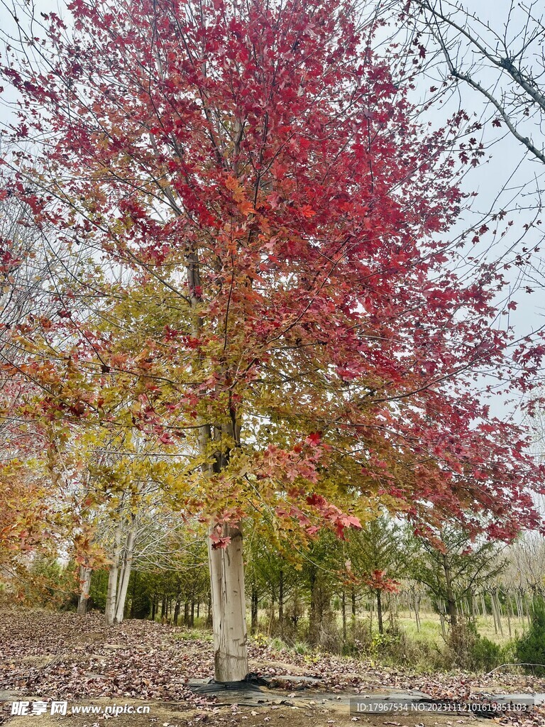 枫叶树