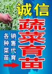 诚信蔬菜育苗