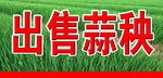 出售蒜秧
