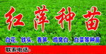 红萍种苗