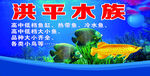 洪平水族