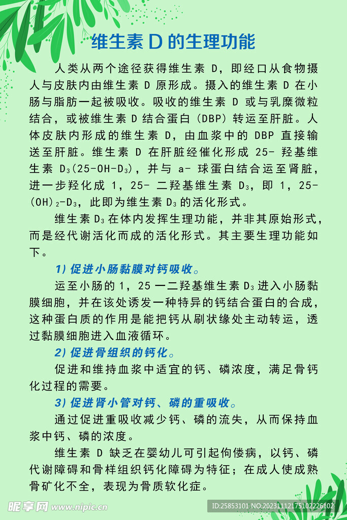 维生素D的生理功能