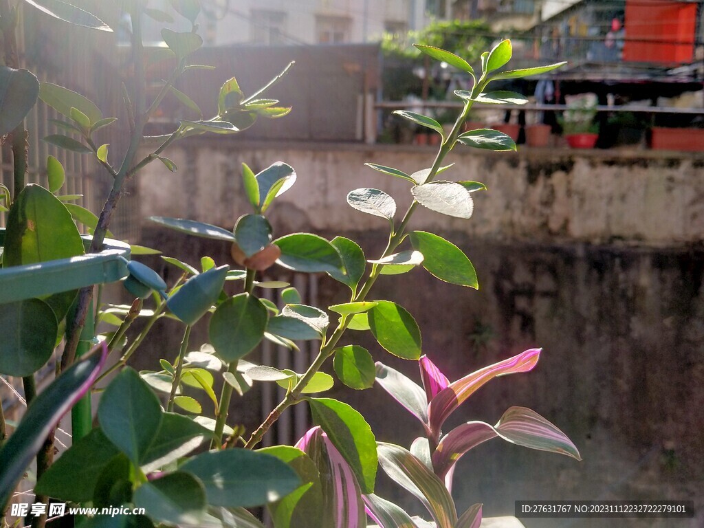 盆栽植物树叶