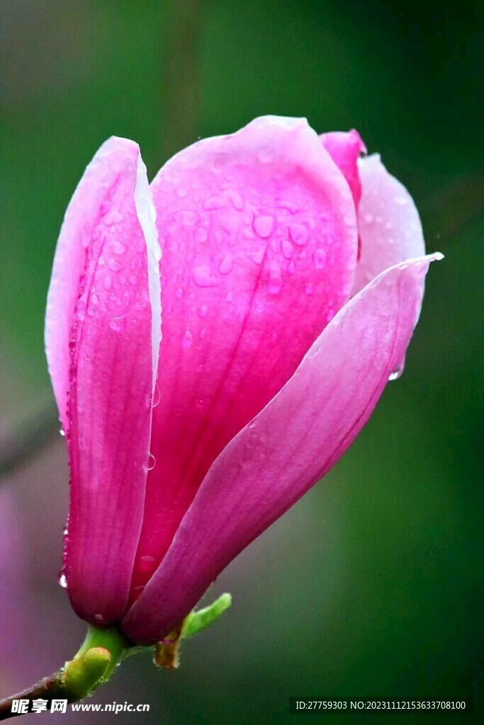 辛夷花