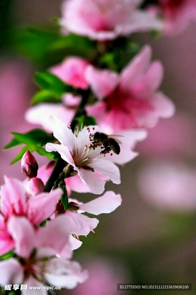 桃花