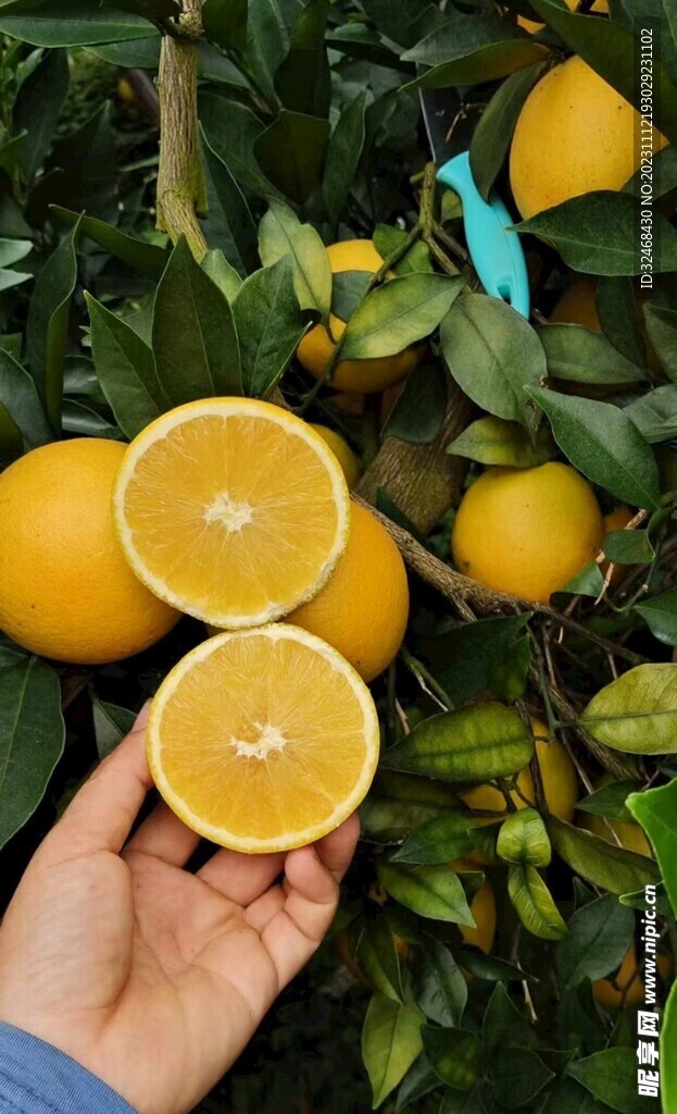 脐橙