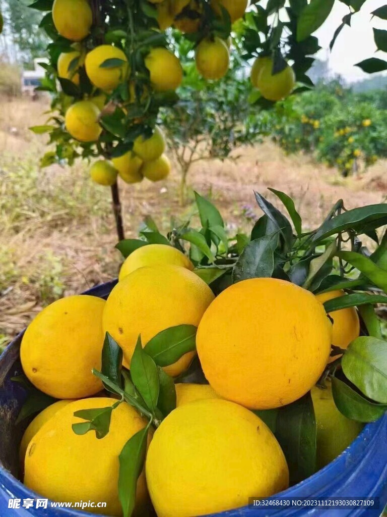 脐橙
