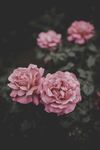玫瑰花