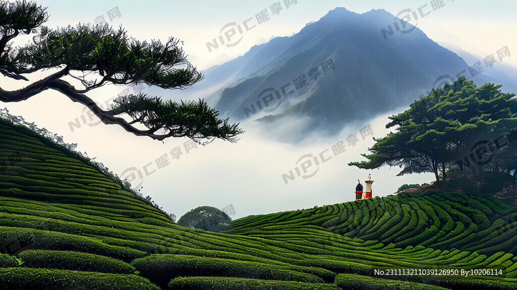 远处是云雾缭绕的山 近处是茶山