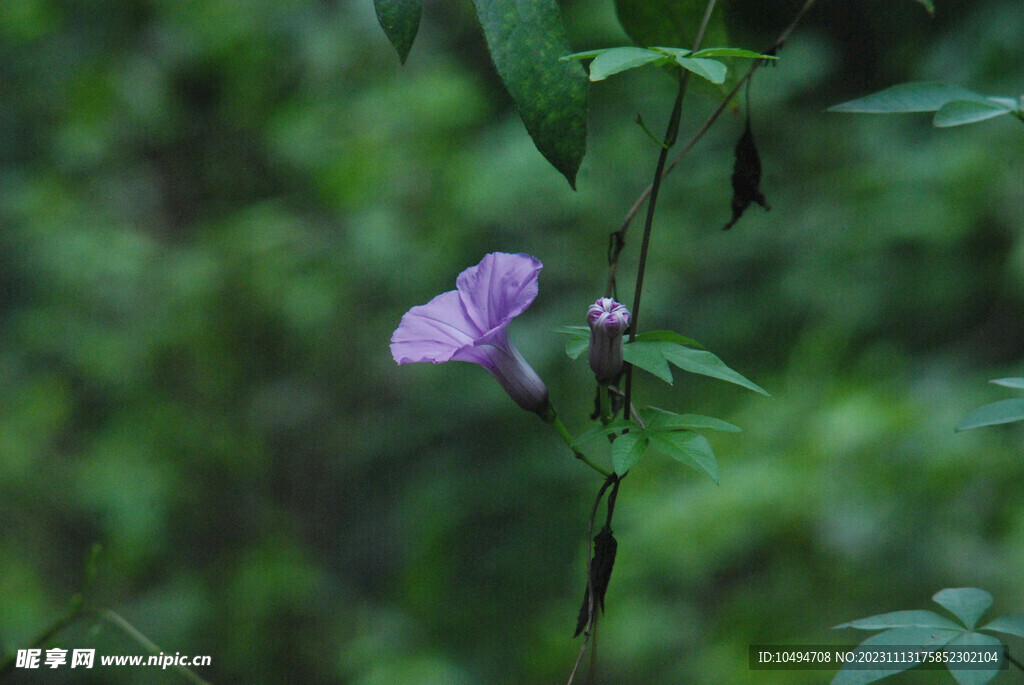 牵牛花