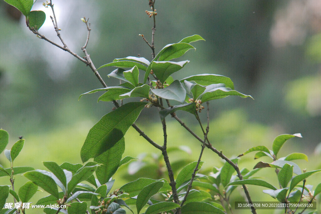 桂花树枝