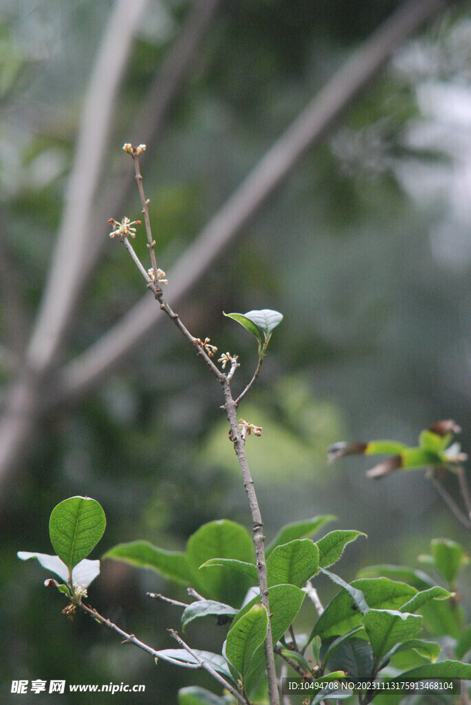 桂花