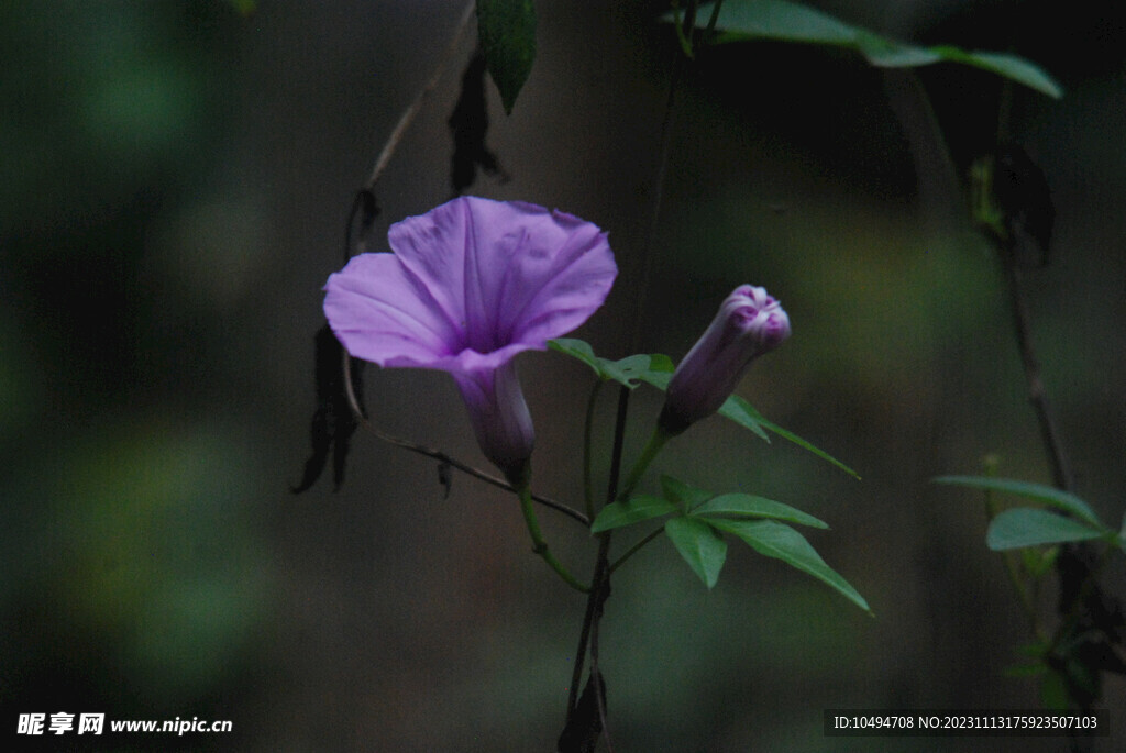 大牵牛花