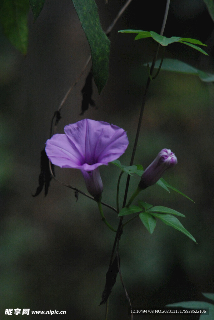 大牵牛花