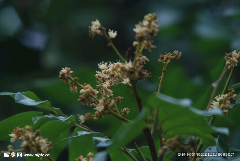 龙眼树花