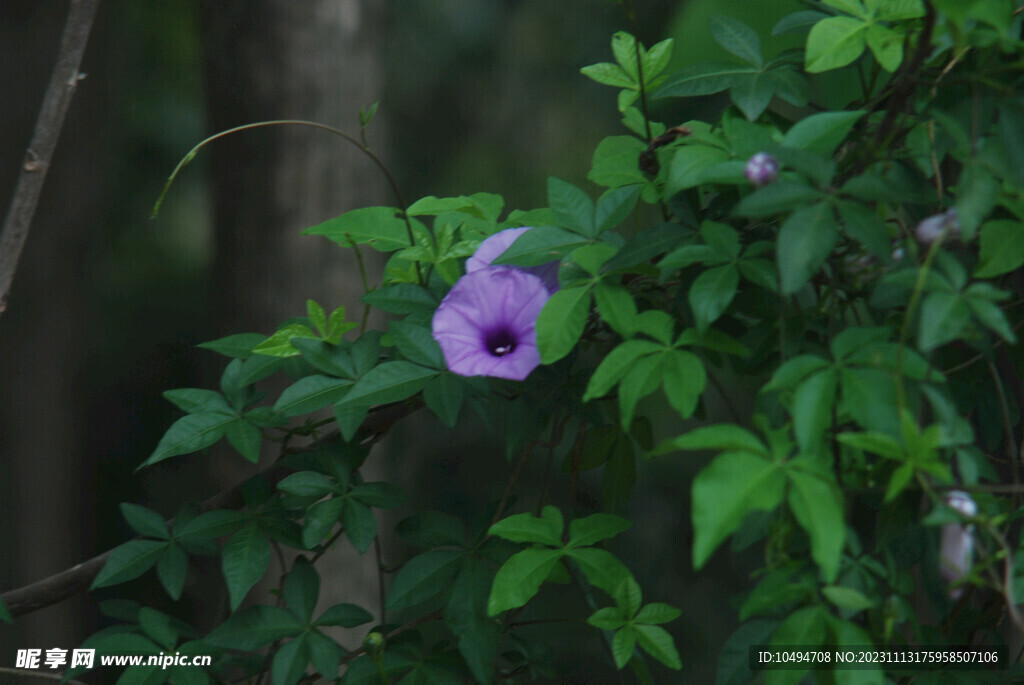 牵牛花