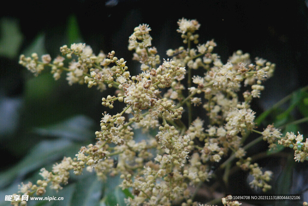 龙眼树花