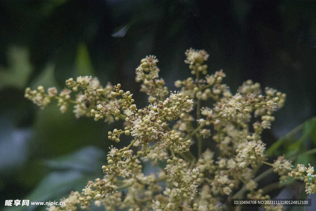 龙眼树花