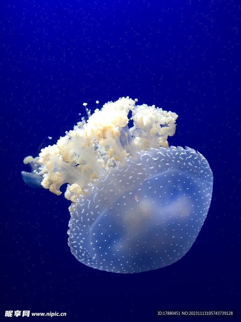水母