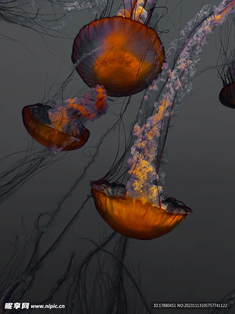 水母