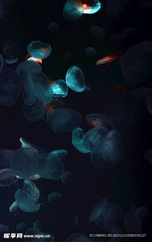 水母