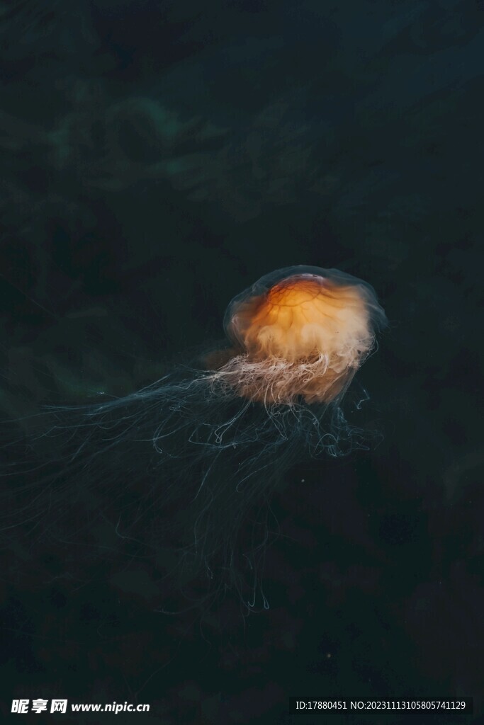 水母