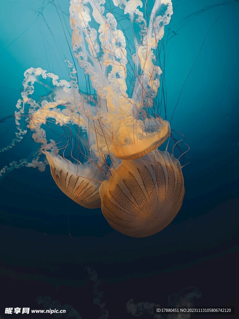 水母