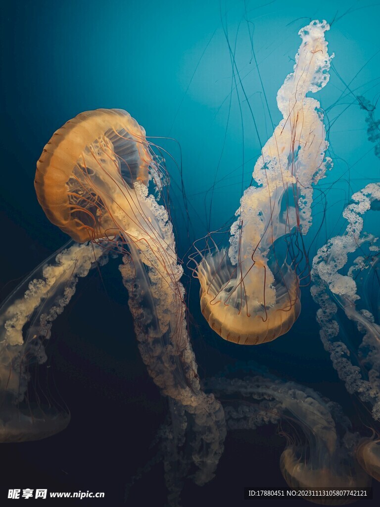 水母