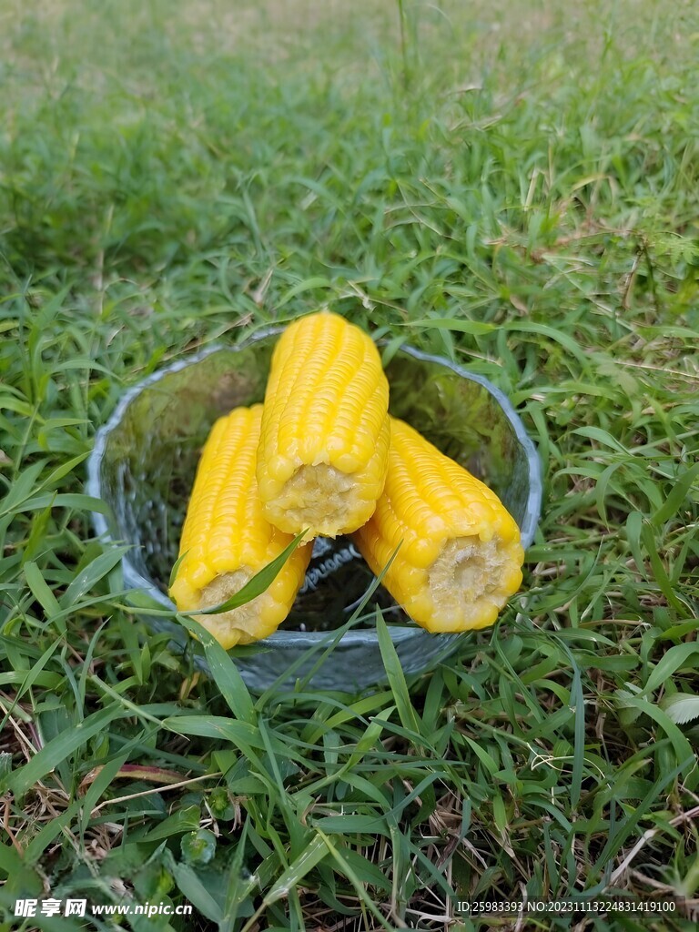 糯玉米