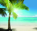  椰子树 海滩