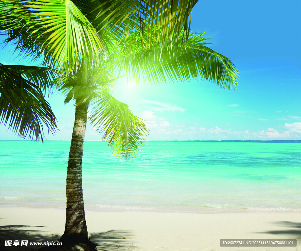  椰子树 海滩