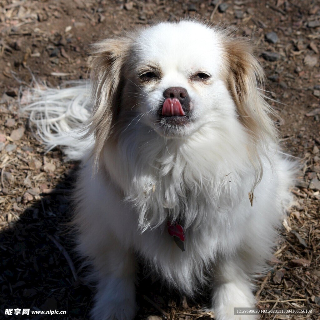 中华田园犬  