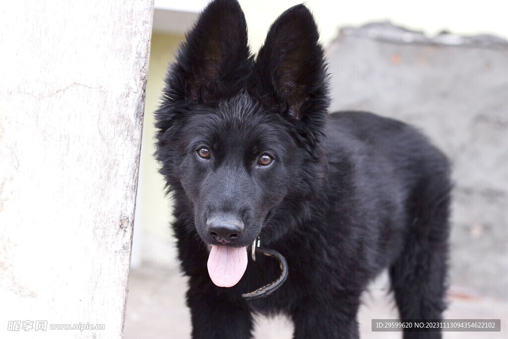 中华田园犬 