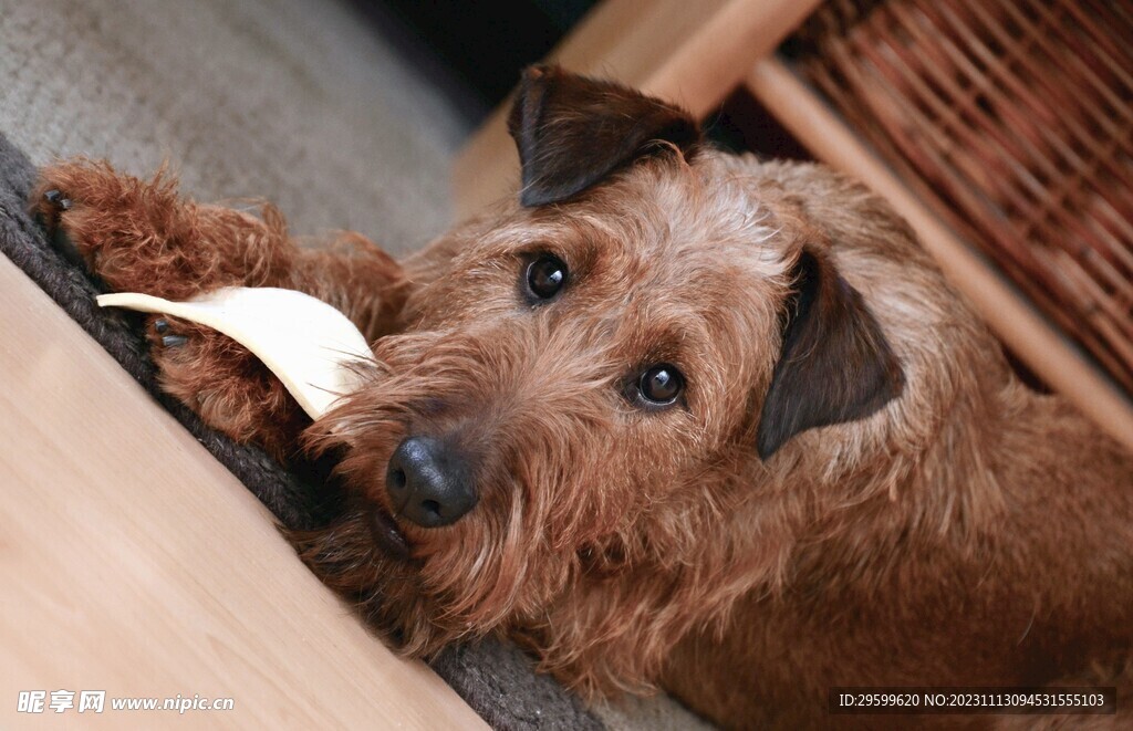 中华田园犬  